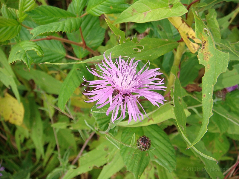 083 Longwood Gardens [2008 August 23].JPG - Longwood Gardens in Pennsylvania